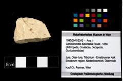 Foto (Objekt + Etikett) von Goniodromites bidentatus (Reuss, 1858)  (NHMW-GEO-1990-0041-3243)
